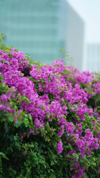 Flores Bonitas Que Florescem Parque Cidade Verão — Fotografia de Stock