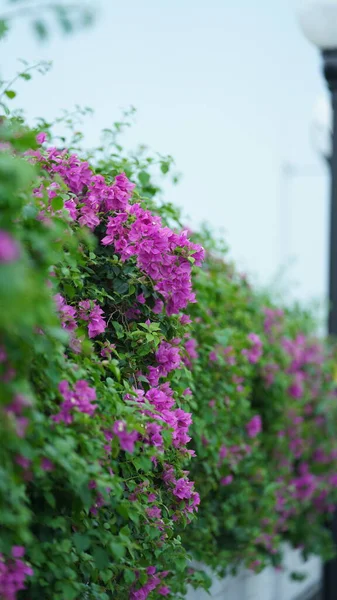 Flores Bonitas Que Florescem Parque Cidade Verão — Fotografia de Stock