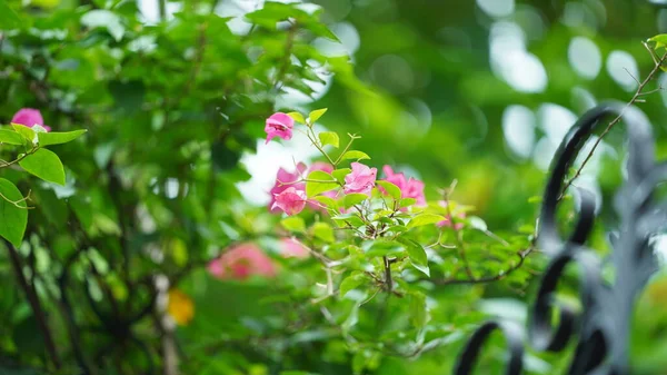 Vackra Blommor Blommar Parken Staden Sommaren — Stockfoto