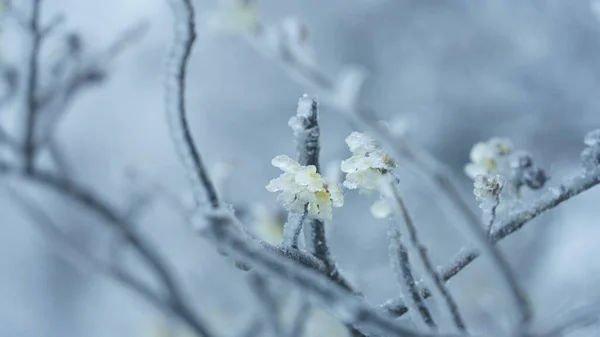 Güzel Donmuş Dağlar Kışın Beyaz Kar Buzla Kaplı Görünür — Stok fotoğraf
