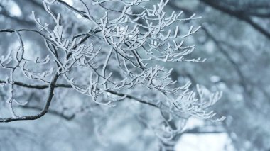 Donmuş kış manzarası, orman ve ağaçlar buz ve beyaz karla kaplı.