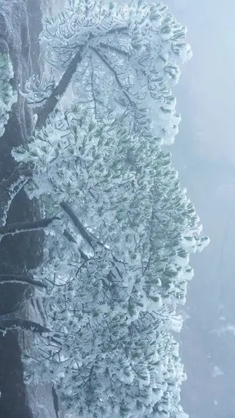 Zamarznięty Widok Zimowy Lasu Drzew Pokrytych Lodem Białym Śniegiem — Zdjęcie stockowe