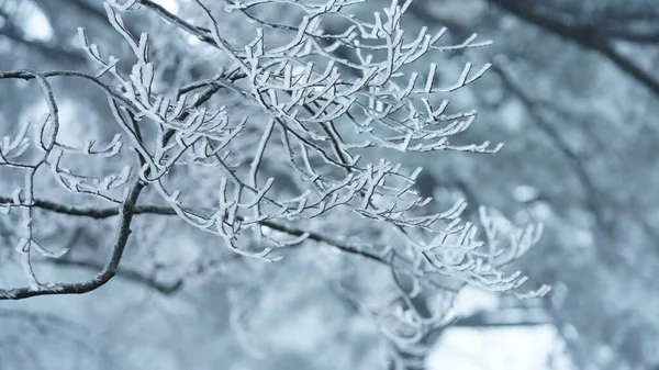 Zmrzlý Zimní Výhled Lesem Stromy Pokrytými Ledem Bílým Sněhem — Stock fotografie