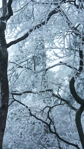 Vista Inverno Congelada Com Floresta Árvores Cobertas Pelo Gelo Neve — Fotografia de Stock