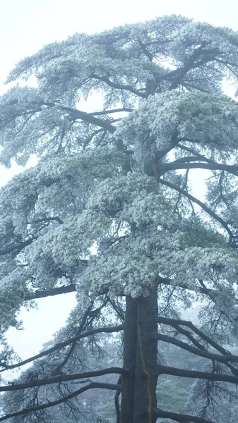 stock image The frozen winter view with the forest and trees covered by the ice and white snow