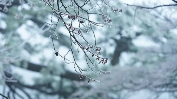 Zmrzlý Zimní Výhled Lesem Stromy Pokrytými Ledem Bílým Sněhem — Stock fotografie