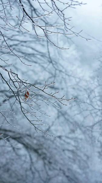 Het Bevroren Uitzicht Winter Met Het Bos Bomen Bedekt Met — Stockfoto