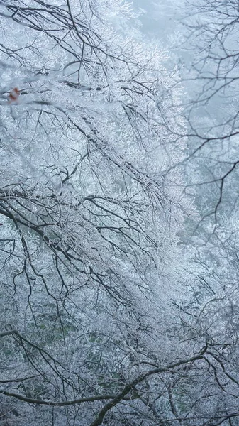 Vista Congelada Del Invierno Con Bosque Los Árboles Cubiertos Por —  Fotos de Stock