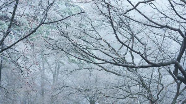 Donmuş Kış Manzarası Orman Ağaçlar Buz Beyaz Karla Kaplı — Stok fotoğraf