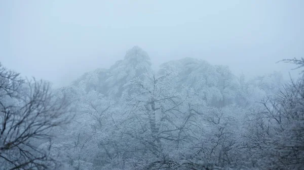 Замерзлий Зимовий Вид Лісом Деревами Вкритими Льодом Білим Снігом — стокове фото