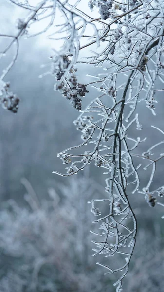Vista Congelada Del Invierno Con Bosque Los Árboles Cubiertos Por — Foto de Stock