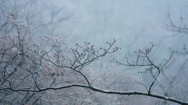 Vista Invernale Ghiacciata Con Foresta Gli Alberi Coperti Dal Ghiaccio — Foto Stock