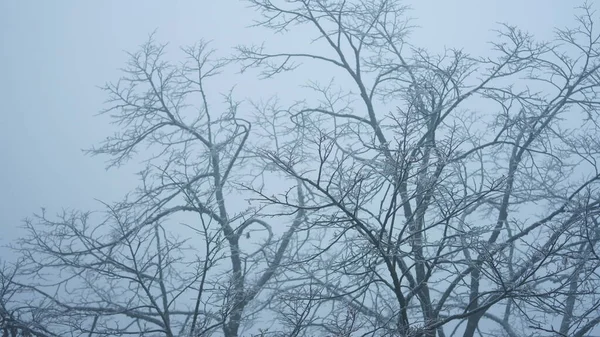 Der Gefrorene Winterblick Mit Dem Wald Und Bäumen Die Von — Stockfoto