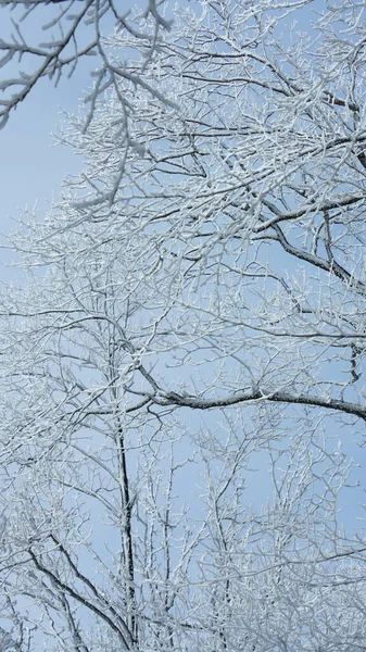 Замерзлий Зимовий Вид Лісом Деревами Вкритими Льодом Білим Снігом — стокове фото