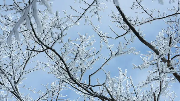 stock image The frozen winter view with the forest and trees covered by the ice and white snow