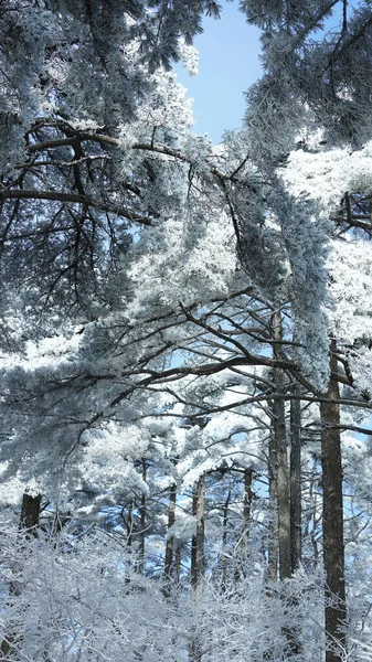 Vue Hivernale Gelée Avec Forêt Les Arbres Couverts Glace Neige — Photo