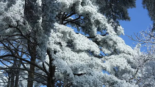Παγωμένη Θέα Χειμώνα Δάσος Και Δέντρα Που Καλύπτονται Από Τον — Φωτογραφία Αρχείου