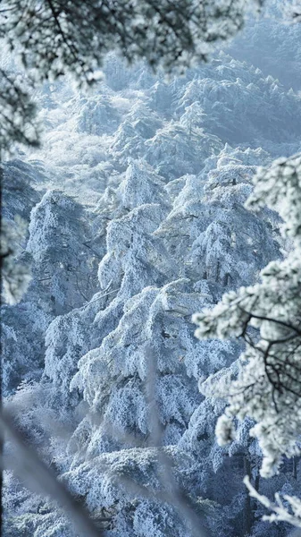 Vue Hivernale Gelée Avec Forêt Les Arbres Couverts Glace Neige — Photo