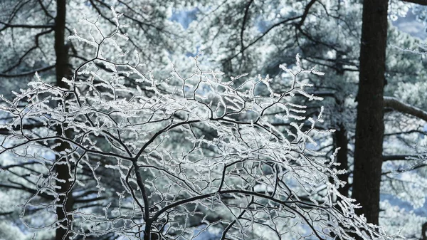 Παγωμένη Θέα Χειμώνα Δάσος Και Δέντρα Που Καλύπτονται Από Τον — Φωτογραφία Αρχείου