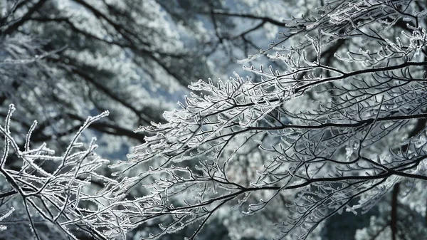 Fagyos Téli Kilátás Erdő Fák Borítja Jég Fehér — Stock Fotó
