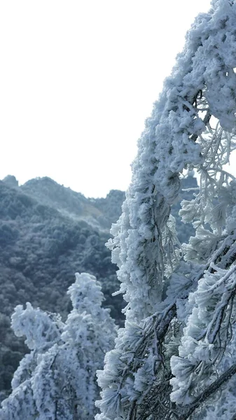 Het Bevroren Uitzicht Winter Met Het Bos Bomen Bedekt Met — Stockfoto