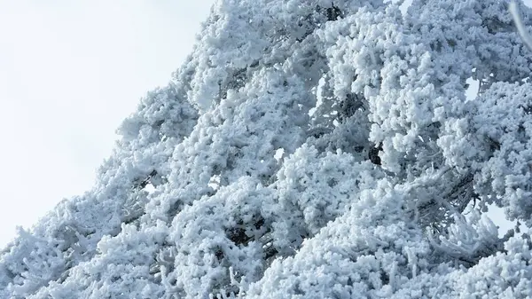 Der Gefrorene Winterblick Mit Dem Wald Und Bäumen Die Von — Stockfoto