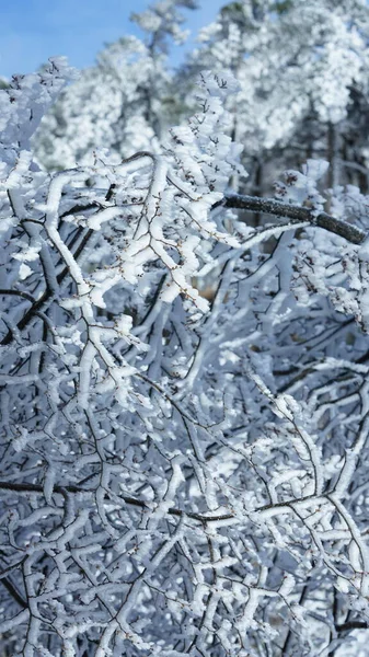 Fagyos Téli Kilátás Erdő Fák Borítja Jég Fehér — Stock Fotó