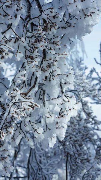 Den Frusna Vinterutsikten Med Skog Och Träd Täckta Och Vit — Stockfoto
