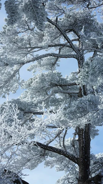 雪と氷に覆われた森と木々が凍る冬の景色 — ストック写真