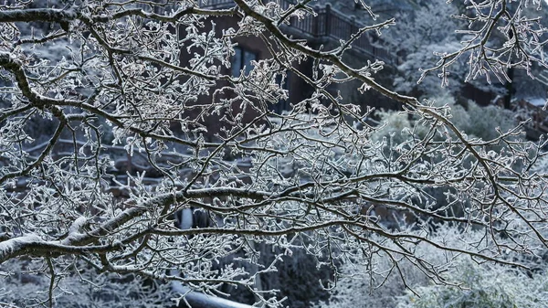 Der Gefrorene Winterblick Mit Dem Wald Und Bäumen Die Von — Stockfoto