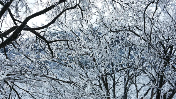 寒冷的冬天 森林和树木被冰雪覆盖着 — 图库照片