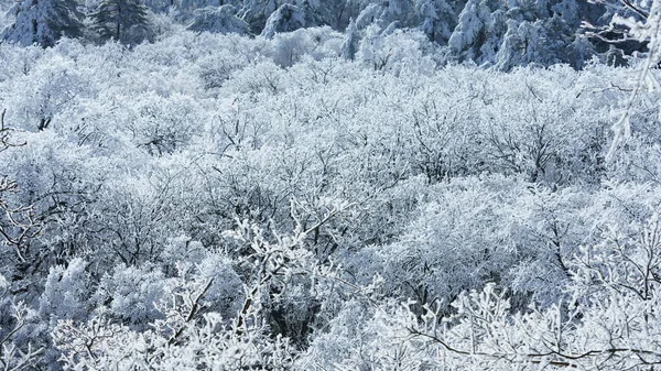 Piękne Zamarznięte Góry Widok Pokryte Białym Śniegiem Lodem Zimie — Zdjęcie stockowe