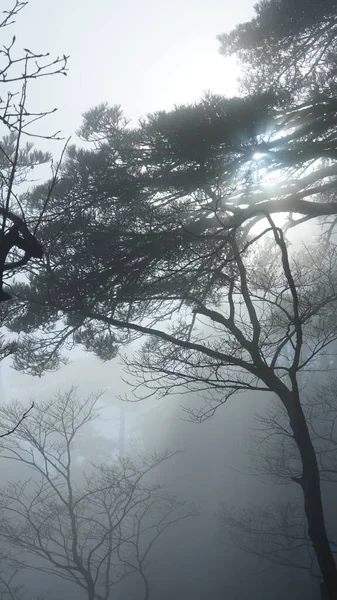 Luz Sol Que Atravessa Fosso Árvores Rochas Dia Nebuloso — Fotografia de Stock