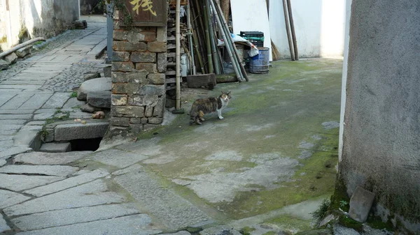 Piccolo Gatto Carino Che Gioca Nel Cortile — Foto Stock