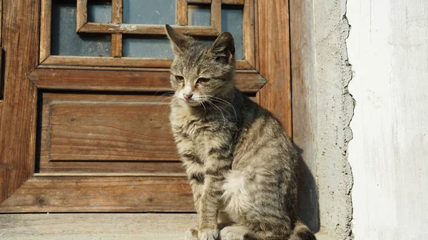 Adorable Gato Salvaje Sentado Cubierta Ventana Para Descansar — Foto de Stock