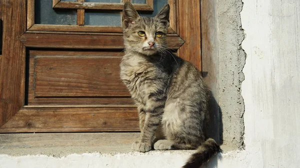 스러운 고양이 마리가 휴식을 갑판에 — 스톡 사진