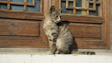 Pencerenin önünde dinlenmek için bekleyen sevimli vahşi bir kedi.