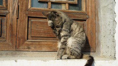 Pencerenin önünde dinlenmek için bekleyen sevimli vahşi bir kedi.