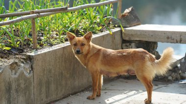 Köyde özgürce oynayan sevimli bir köpek.