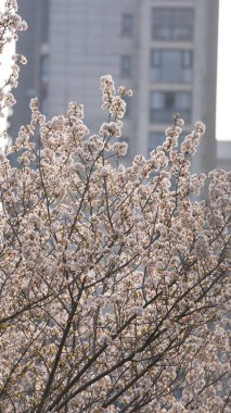 Baharda bahçede açan güzel çiçekler ılık güneş ışığıyla
