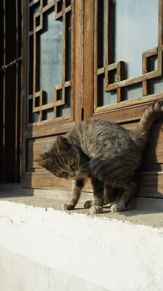 Eine Entzückende Wildkatze Sitzt Auf Dem Fensterdeck Zum Ausruhen — Stockfoto