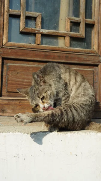 Salah Satu Kucing Liar Yang Menggemaskan Duduk Dek Jendela Untuk — Stok Foto