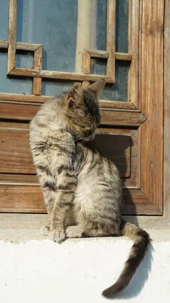 스러운 고양이 마리가 휴식을 갑판에 — 스톡 사진