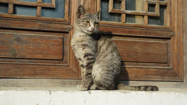 Eine Entzückende Wildkatze Sitzt Auf Dem Fensterdeck Zum Ausruhen — Stockfoto