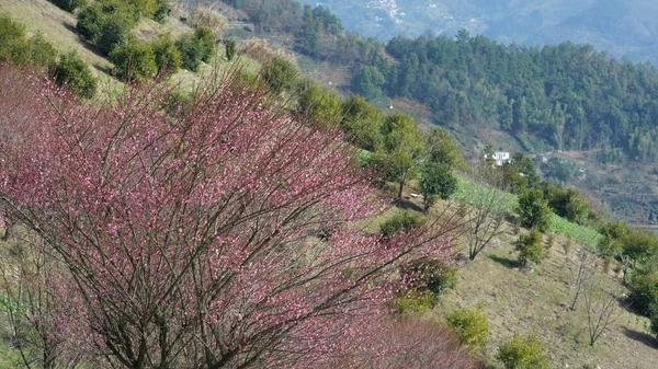 Όμορφη Θέα Στα Βουνά Ροζ Λουλούδια Ανθίζουν Στην Πλαγιά Του — Φωτογραφία Αρχείου