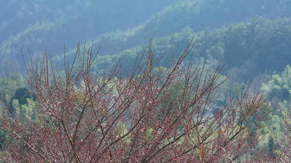 stock image The beautiful mountains view with the pink flowers blooming on the slope of the hill in spring