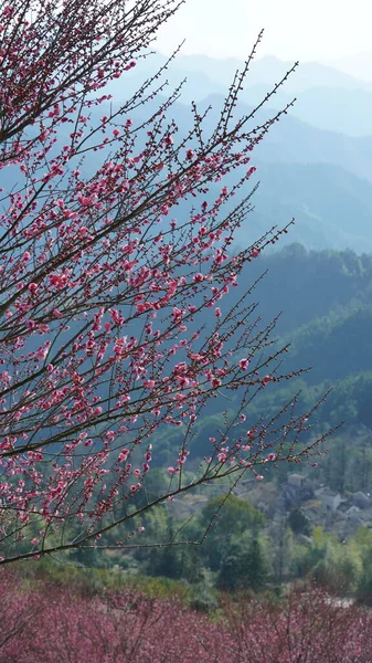 Belle Vue Sur Les Montagnes Avec Les Fleurs Roses Fleurissant — Photo