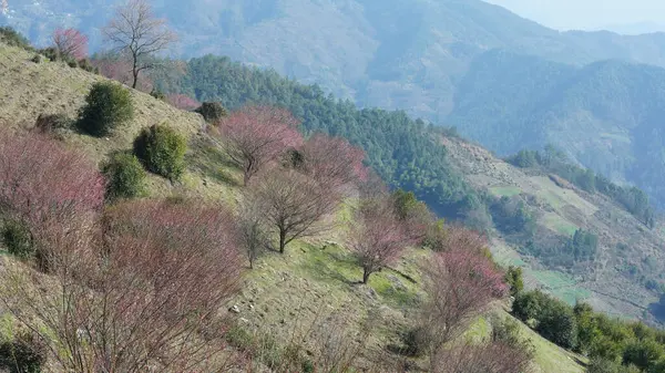 美丽的群山映衬着春天的山坡上绽放着粉红色的花朵 — 图库照片