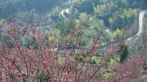 Het Prachtige Uitzicht Bergen Met Roze Bloemen Die Het Voorjaar — Stockfoto
