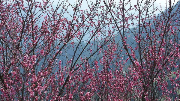 Όμορφη Θέα Στα Βουνά Ροζ Λουλούδια Ανθίζουν Στην Πλαγιά Του — Φωτογραφία Αρχείου